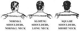 shoulders2.gif (8314 bytes)
